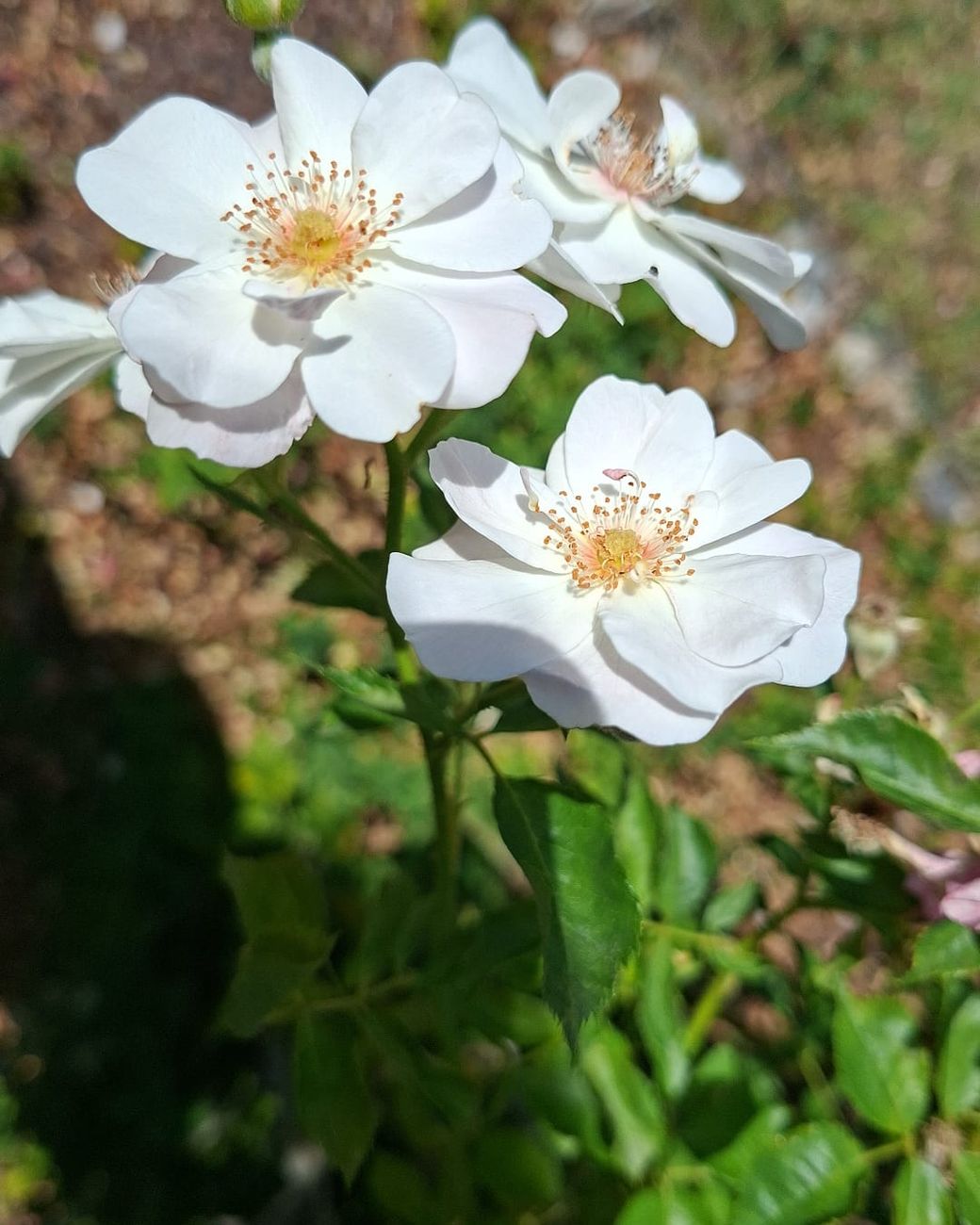 Églantines blanches épanouies sur leur branche